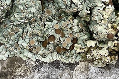 Squamarina cartilaginea