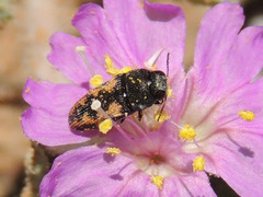Acmaeodera parkeri