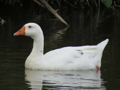 Anser anser domesticus × anser cygnoides domesticus