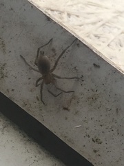 Scotophaeus blackwalli