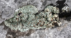 Squamarina cartilaginea