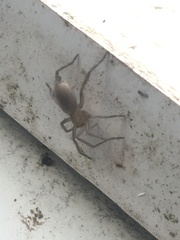 Scotophaeus blackwalli