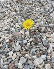 Taraxacum