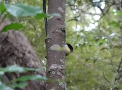 Petroica macrocephala macrocephala