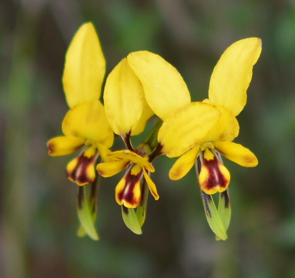 Green Range Donkey Orchid