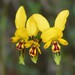 Diuris littoralis - Photo (c) mcleodaj, osa oikeuksista pidätetään (CC BY-NC)