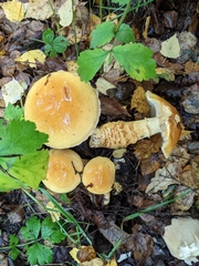 Cortinarius triumphans