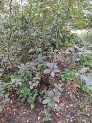 Aronia mitschurinii