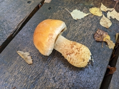 Cortinarius triumphans