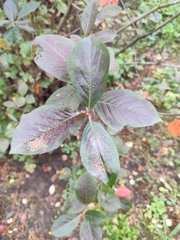 Aronia mitschurinii