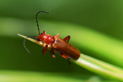 Cantharis