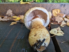 Cortinarius triumphans
