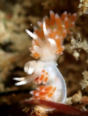 Coryphellina albomarginata