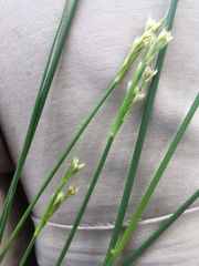 Juncus subnodulosus