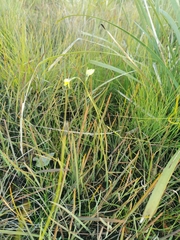 Diuris chryseopsis