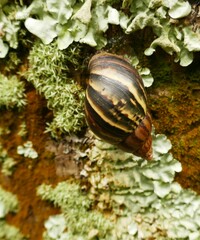 Lissachatina fulica