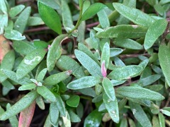 Atriplex paludosa paludosa