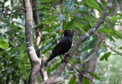 Turdus merula merula