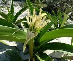 Crinum pedunculatum