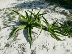 Crinum pedunculatum