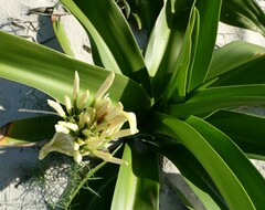 Crinum pedunculatum
