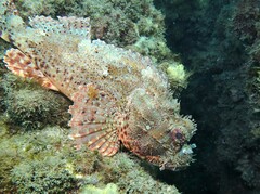 Scorpaena jacksoniensis