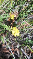 Penaea mucronata