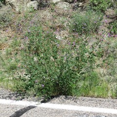 Desmodium cinerascens