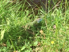 Lacerta schreiberi