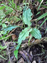 Calanthe