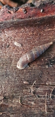 Clausiliidae