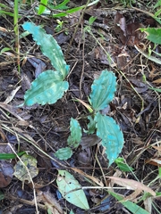 Calanthe