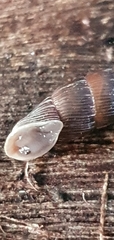 Clausiliidae