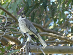 Philemon corniculatus
