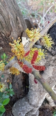Ceratonia siliqua