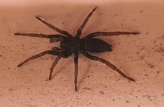 Trachyzelotes pedestris