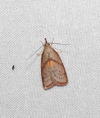 Enchocrates glaucopis