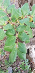 Ceratonia siliqua
