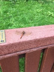 Sympetrum striolatum