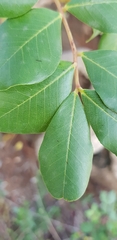 Ceratonia siliqua