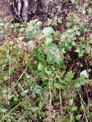 Scrophularia glabrata