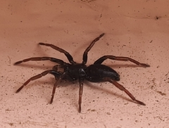 Trachyzelotes pedestris