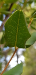 Ceratonia siliqua