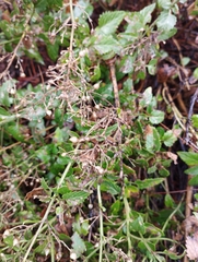 Scrophularia glabrata
