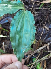 Calanthe