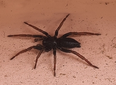 Trachyzelotes pedestris