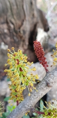 Ceratonia siliqua