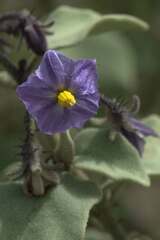 Solanum tomentosum