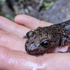 Dicamptodon tenebrosus