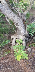 Ceratonia siliqua